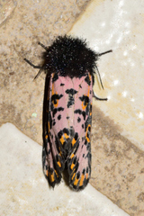 Xanthopastis moctezuma