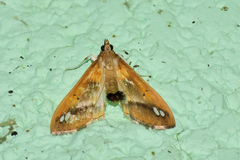 Diaphania fumosalis