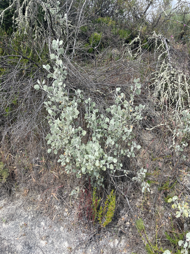 Jones's bushmallow (Malacothamnus jonesii)