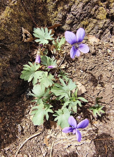 Blue Ridge violet (Viola monacanora)