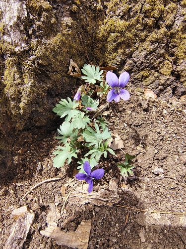 Image of Viola monacanora by no rights reserved