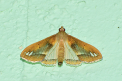 Diaphania fumosalis