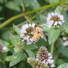 Apis mellifera
