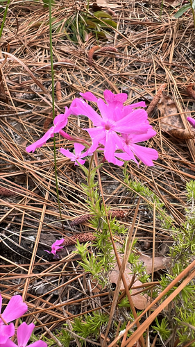 Phlox nivalis, photograph 3