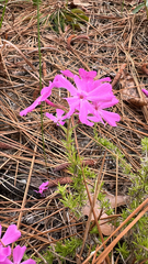 Phlox nivalis, photograph author not stated, no rights reserved