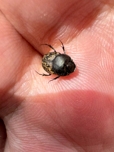 Mottled dung beetle photo 5