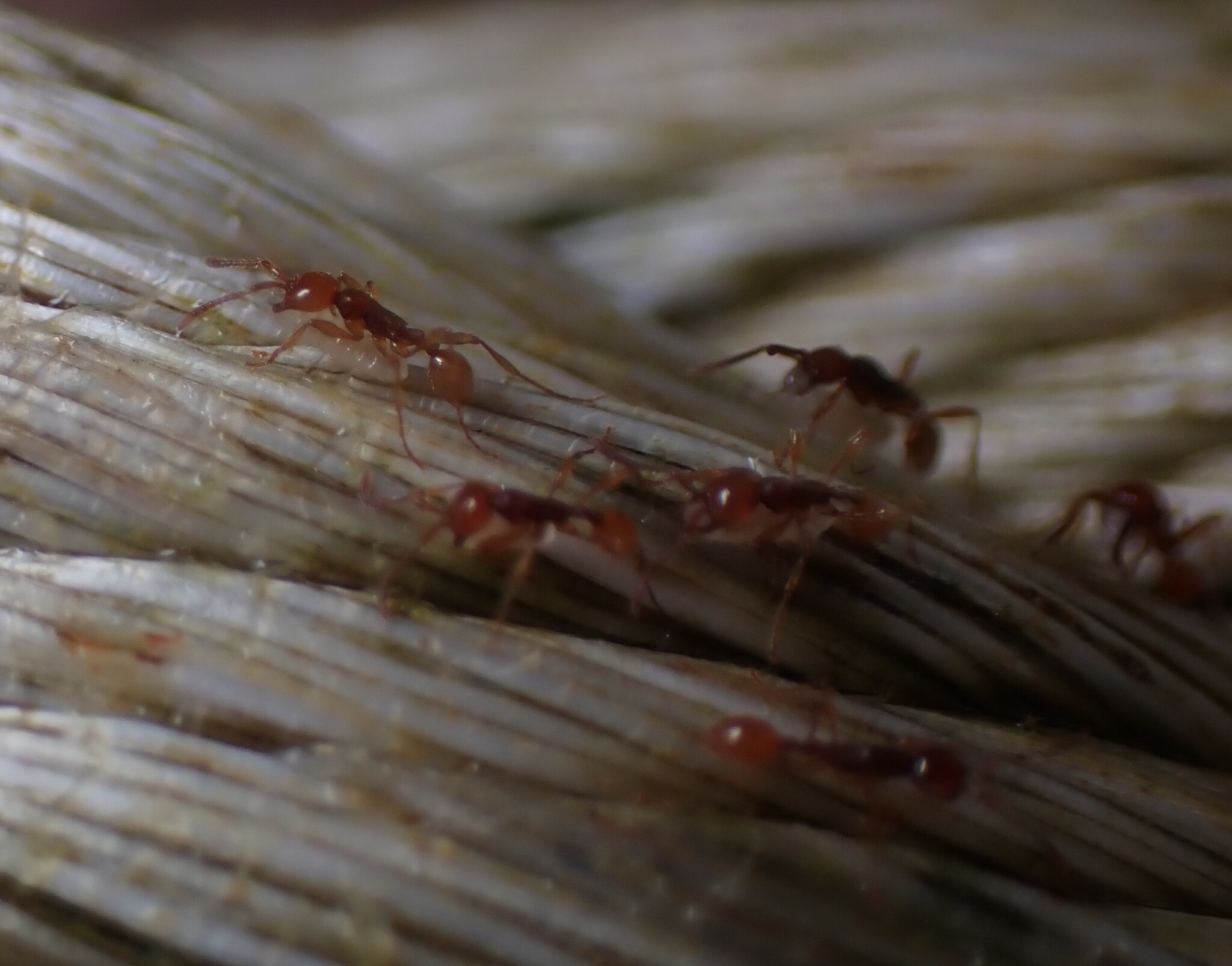 Aenictus cylindripetiolus