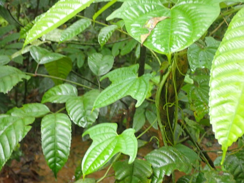 Image of Dioscorea sansibarensis by (c) Sean Clifford, some rights reserved (CC BY)