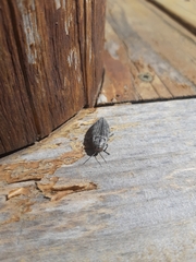 Buprestis lyrata