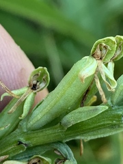 Platanthera tescamnis