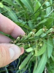 Platanthera tescamnis