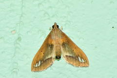 Diaphania fumosalis