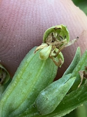 Platanthera tescamnis