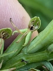 Platanthera tescamnis