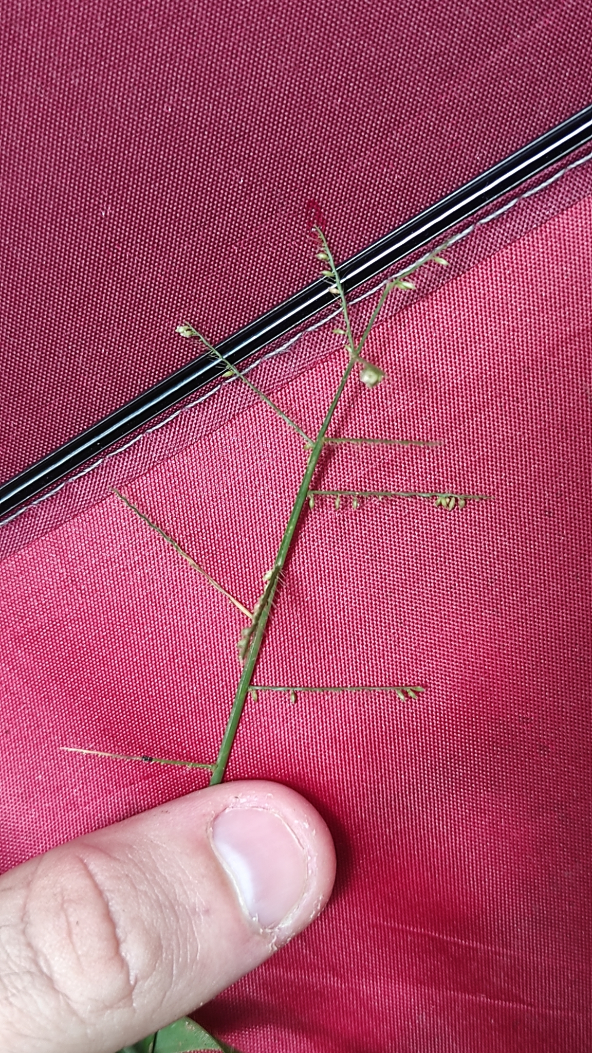 Rugoloa Pilosa (Rugoloa pilosa)