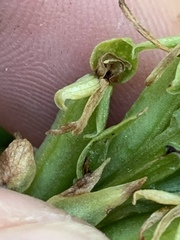 Platanthera tescamnis