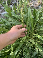 Platanthera tescamnis