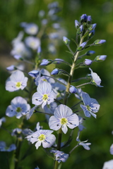 Veronica gentianoides