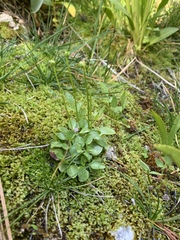 Parnassia palustris