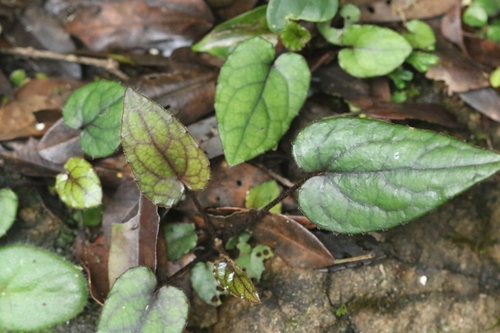 Ainsliaea macroclinidioides, photograph 3
