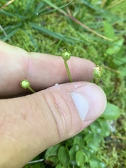 Parnassia palustris