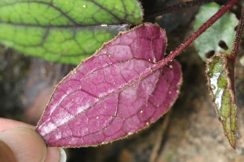 Ainsliaea macroclinidioides, photograph 4