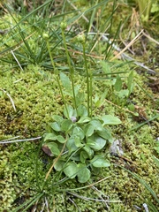 Parnassia palustris