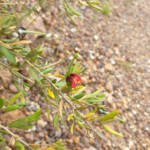 Grevillea montana, photograph 2