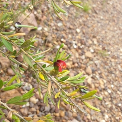 Grevillea montana, photograph (c) Shelomi Doyle, some rights reserved (CC BY)