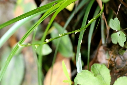 Carex cryptostachys observed 2025-04-26