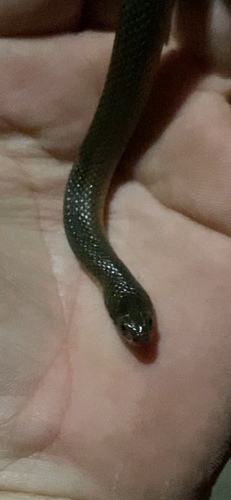 Glossy Swampsnake