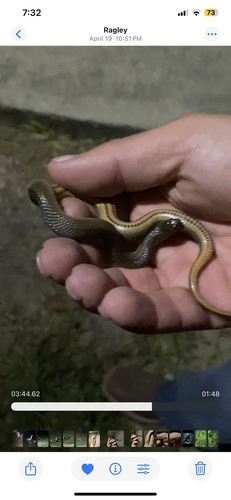 Glossy Swampsnake