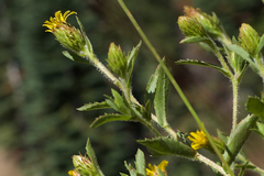 Hazardia whitneyi whitneyi