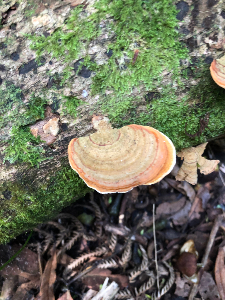 Stereum ostrea · April 2025 · photo: © boytouchgrass (iNaturalist, cc-by)