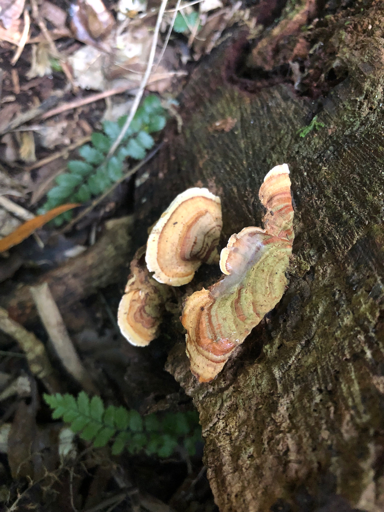 Stereum ostrea · April 2025 · photo: © boytouchgrass (iNaturalist, cc-by)
