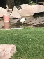 Threskiornis