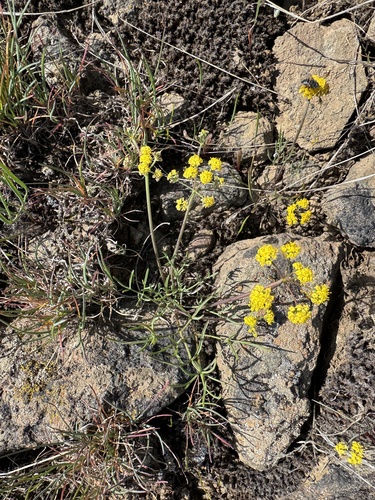 Image of Northern Biscuitroot (Lomatium farinosum) by no rights reserved