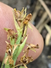 Platanthera tescamnis