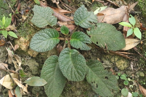 Oreocharis benthamii, photograph 2