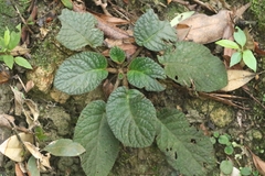 author not stated, no rights reserved Oreocharis benthamii, photograph author not stated, no rights reserved