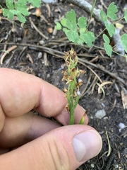 Platanthera tescamnis