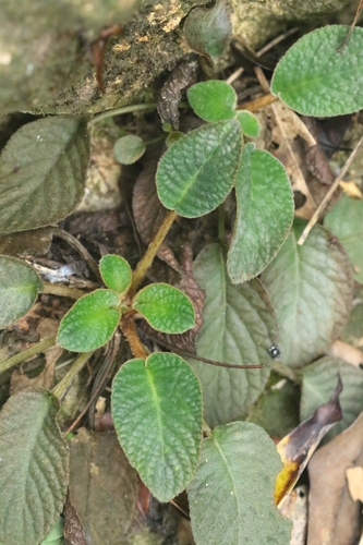 Oreocharis benthamii, photograph 3