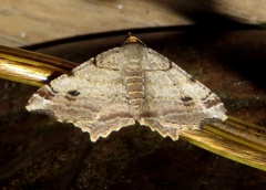 Macaria multilineata