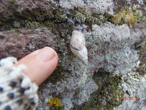 Mesembrinus sulcosus