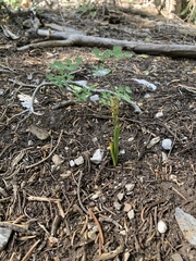 Platanthera tescamnis