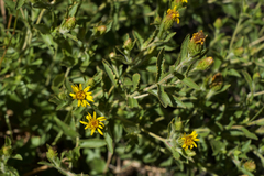 Hazardia whitneyi whitneyi