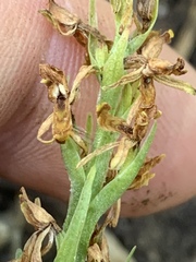 Platanthera tescamnis