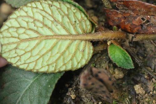 Oreocharis benthamii, photograph 4