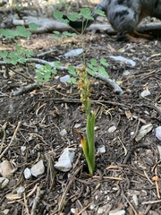 Platanthera tescamnis