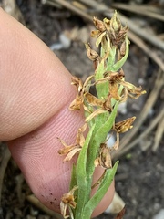 Platanthera tescamnis